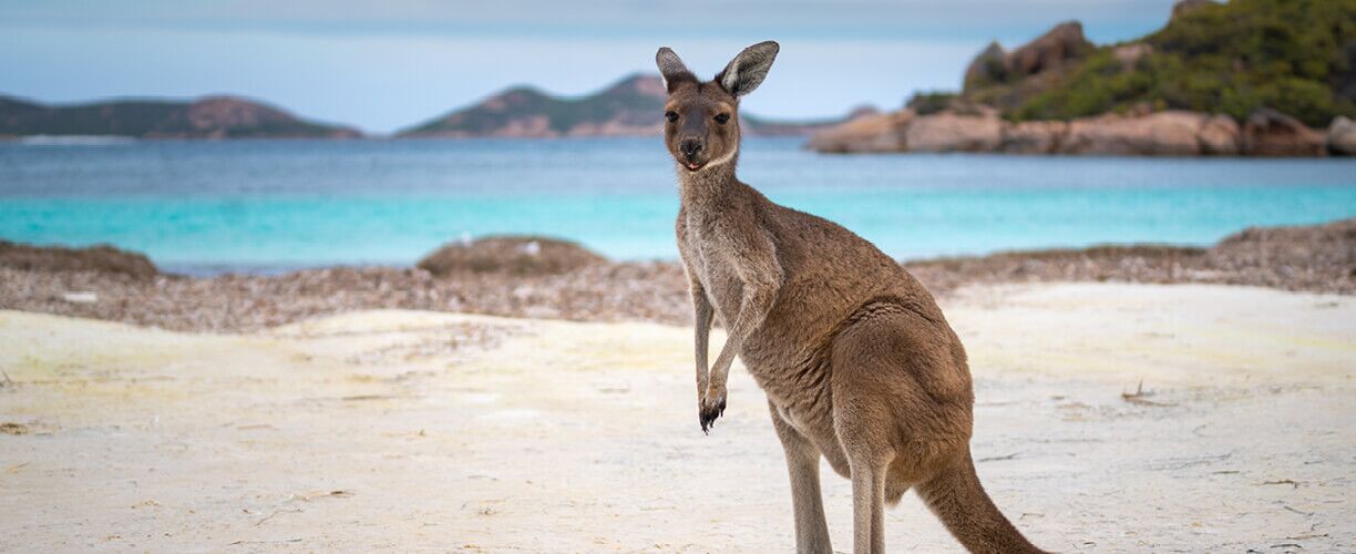 Kangaroo looks on, standing on a beach, clear blue ocean and islands in the background.